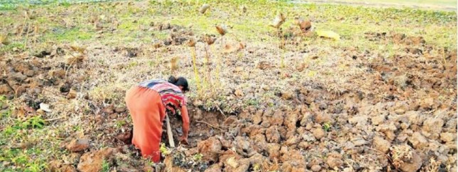 66,234 acres of crops damaged during Yala season